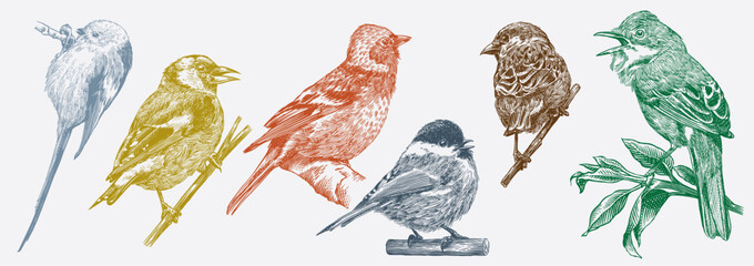 Set of European forest and garden birds.Long tailed tit, goldfinch, chaffinch, whitethroat. Engraved, hand drawn style, line art, hatching technique for wallpaper patterns and birdwatching. 