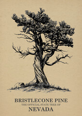 Nevada State Tree Bristlecone pine Wall art Poster, Illustration For Wall Hanging Home Decoration Vintage Wall Art, Us State Poster