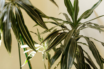 Close-up shot of Dracaena Marginata plant leaves.  Perfect for nature, botany, and home decor...
