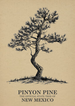 New Mexico State Tree Pinyon pine Wall art Poster, Illustration For Wall Hanging Home Decoration Vintage Wall Art, Us State Poster