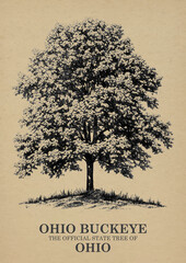 Ohio State Tree Ohio Buckeye Wall art Poster, Illustration For Wall Hanging Home Decoration Vintage Wall Art, Us State Poster