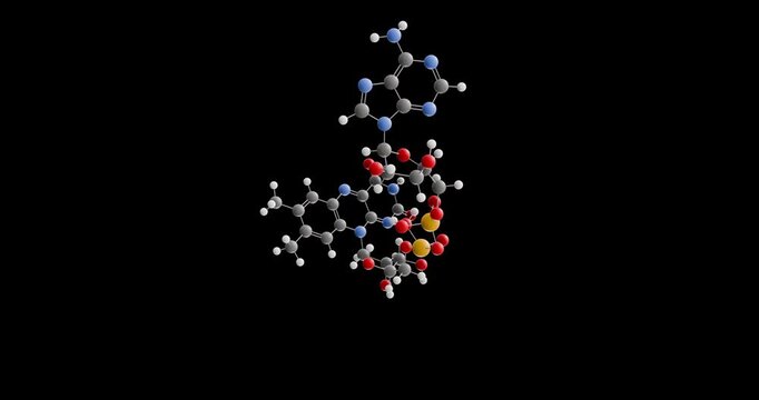 Flavin adenine dinucleotide molecule, rotating 3D model of redox-active coenzyme, looped video on a black background
