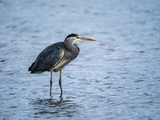 Grey Heron Fishing in a Lake