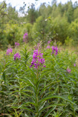 thickets of ivan-chai herbs in a mountain valley