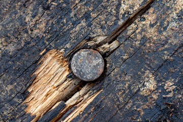 Metal nail is driven into a cracked old pine board, closeup, top view