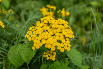 Flowers plants tansy in green grass landscape