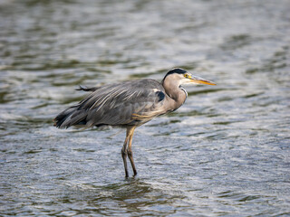 Grey Heron Fishing in a Lake