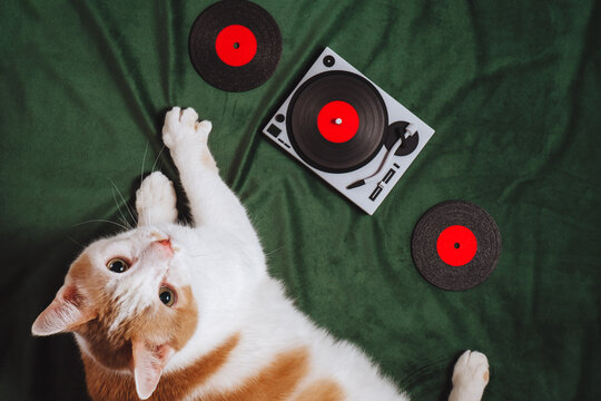 Cat lying on green velvet with DJ turntable and vinyl records