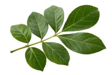 A vibrant green branch with multiple oval-shaped leaves is isolated on a white background, showcasing natural botanical beauty