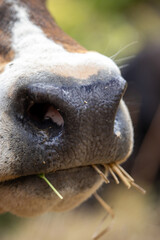 Adorable Mini Jersey cow eating in the pasture