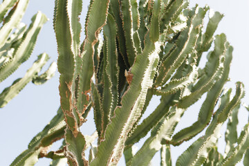 A stunning close-up shot of a green cactus plant, its spiky leaves reaching towards a bright blue sky. Perfect for nature, botanical, and deser