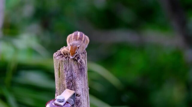 Palm squirrel Funambulus palmarum on tree trunk, striped back, native to India, tropical wildlife, small rodent, climbing, alert, in natural habitat, ecology topic