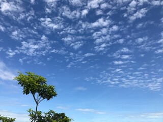 tree and sky