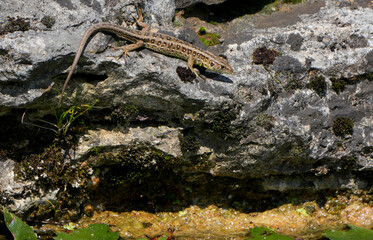 a common wall lizard (podarcis muralis) climbs down a rock to drink water