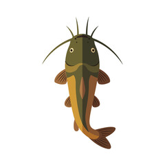 Flathead catfish illustration freshwater fish viewed from above a graphic vector for fishing designs promoting angling tournaments or conservation efforts.