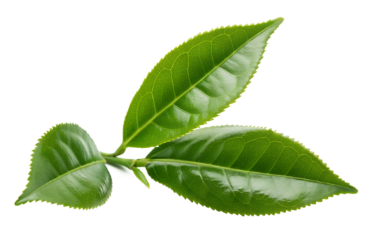 Vibrant Green Tea Leaves A Close-Up View of Fresh, Healthy Tea Foliage on a White Background for a Refreshing Beverage Concept