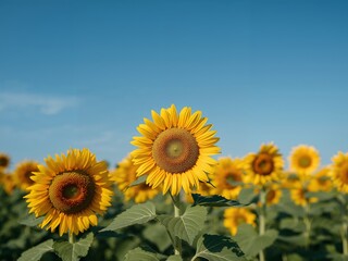 Vibrant Blooms Under Azure Sky. A Field of Golden Sunflowers in Full Bloom, Natures Art.