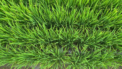 Agricultural Paddy field close up shot in day light