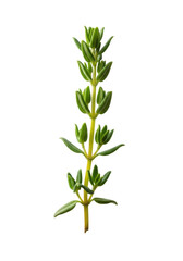 Obraz premium Fresh sprig of common thyme with vibrant emerald-green leaves and slender stem, isolated on a luminous transparent background with soft bokeh, photorealistic studio macro shot, concept of botanical