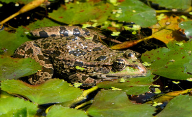 a spotted water frog in a pond with water lilies