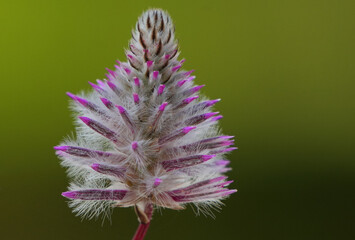 a close up of a beautiful Yellow Tails or Regal Foxtail (ptilotus nobilis ) flower with pink and...