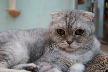 Obraz premium Angry gray cat looking at camera. Portrait of sad pet British cat lying on sofa indoors.