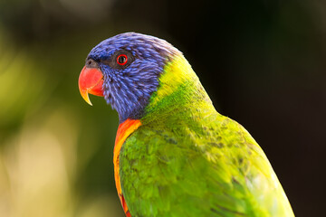 Rainbow lorikeet in vivid green, blue, and orange plumage