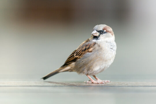House sparrow standing on a smooth surface