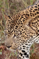 leopard patrol