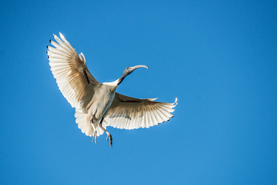 Australian white ibis landing with wings outstretched.