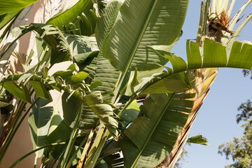 Close-up of vibrant green banana plant leaves basking in sunlight. Perfect for summer, tropical, and nature themes.