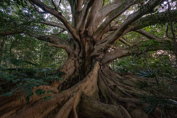 Huge ficus tree with thick trunk and branches
