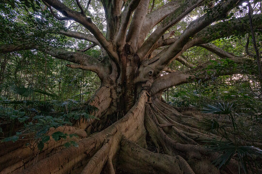Huge ficus tree with thick trunk and branches