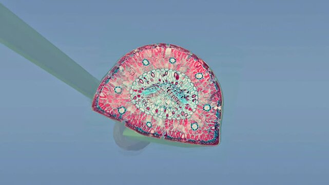 Secretory tissue of plant