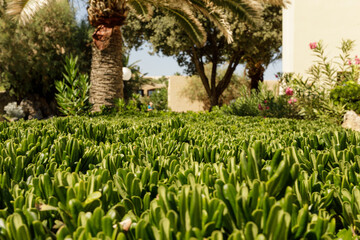 Beautiful image of a vibrant green garden landscape, featuring palm trees and flowering plants....