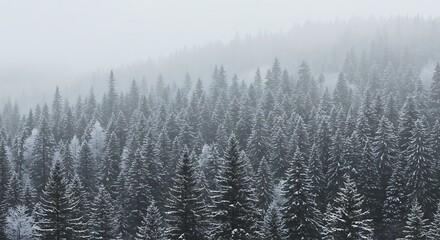 Obraz premium A vast, snowy forest shrouded in a misty atmosphere, showcasing numerous coniferous trees covered in frost.