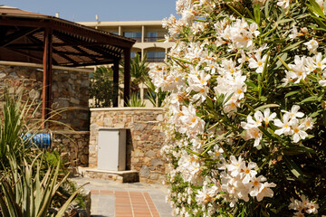 Beautiful stock photo of a resort garden featuring white flowers, stone walls, and a wooden...