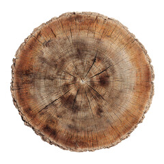 Detailed close-up of tree trunk cross-section revealing natural rings and textured wood grain on transparent background