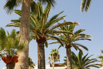 Stunning image of tall palm trees reaching for a clear blue sky. Perfect for travel, vacation, or...