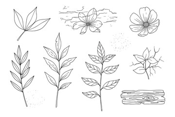 Botanical Outlines Set with Flowers, Leaves and Wood Bark, Natural Elements Black Line Style Isolated on White Background Vector Illustration