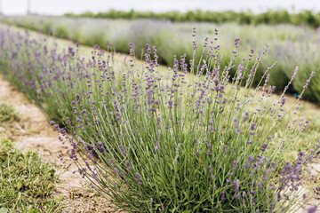 Lavender bush close-up in blooming field, aromatic purple flowers in summer.