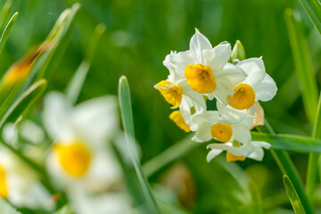 緑の草原に咲くスイセンの花