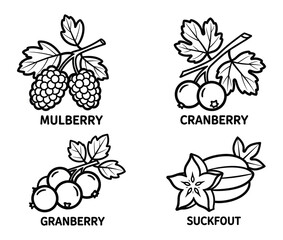 Collection of Four Different Fruits: Mulberry, Cranberry, Granberry, and Suckfout, Outlined Black and White Vector Illustration