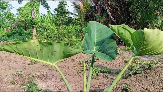 Taro plants around the yard