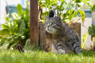 Tabby cat sits on grass in a garden with one paw in the air 