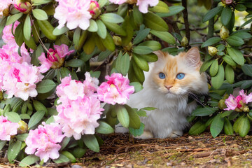 Flame-point Birman cat with blue eyes sits under a pink blooming rhododendron