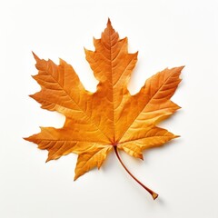 Fototapeta premium Fall leave leaves maple plant.