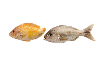 Two fresh fish, one yellow and one white, isolated on a white background. Perfect for culinary or seafood-related themes.