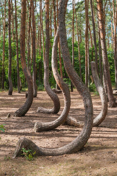 Das Naturdenkmal Krzywy Las (deutsch: &bdquo;Krummer Wald&ldquo;) ist eine Sehensw&uuml;rdigkeit in der N&auml;he von Gryfino in Polen mit etwa 100 krummen Kiefern