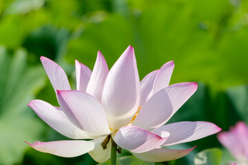 淡いピンク色の蓮の花のクローズアップ